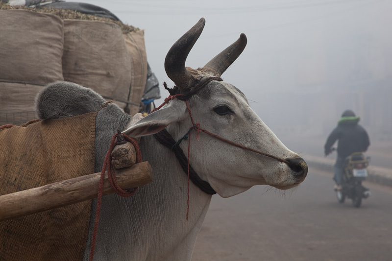 Indien